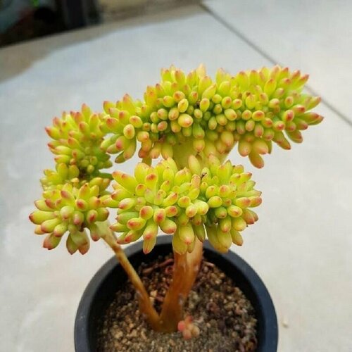 Седум Коринефиллум, Sedum Corunephyllum, семена фото