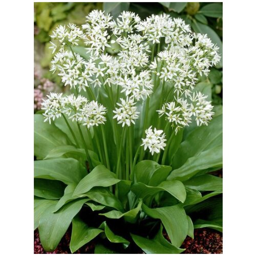 Семена Черемша (Allium ursinum), 30 штук фото