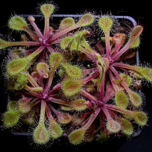 Семена Мухоловка Росянка, Drosera Collinsiae Usutu River 10+ шт, хищное растение, поедающее мух фото