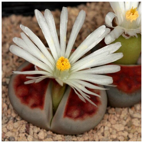 Семена Орешка Суккулент Литопс Lithops karasmontana Summitatum 10 шт. фото