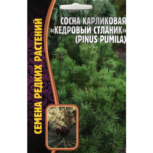 Сосна карликовая кедровый стланик /pinus pumila ( 1 уп : 5 семян ) фото