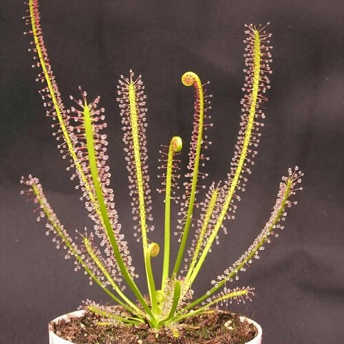 фото Семена Мухоловка Росянка, Drosera Filiformis 10+ шт, хищное растение, поедающее мух