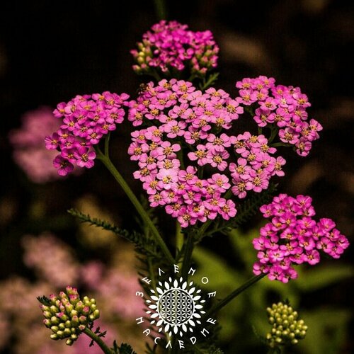 фото Семена Тысячелистник обыкновенный - Живучая трава (лат. Achillea millefolium) 150шт