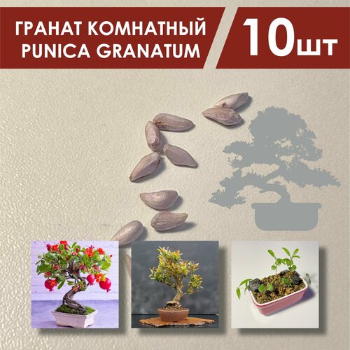 фото Семена граната комнатного 10 шт. / Гранат комнатный Punica granatum