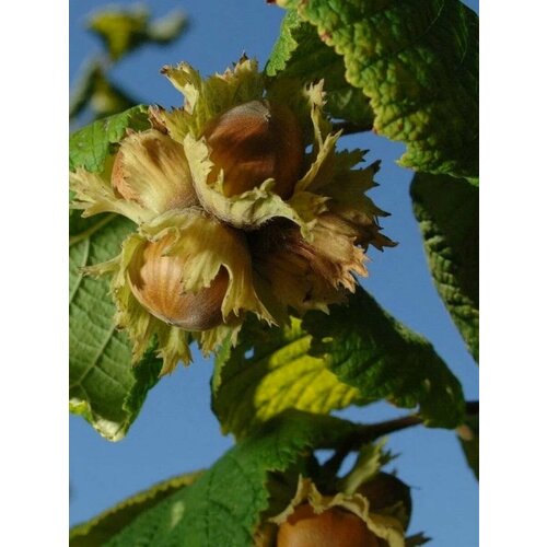 фото Семена Орех фундук Трапезунд (Corylus avellana Trapezund), 10 штук