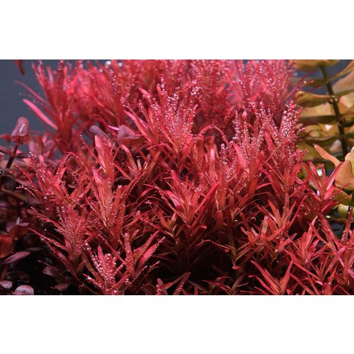 фото Растение аквариумное живое Ротала Реддиш (Rotala Reddish) 2 ветки по 10-15 см