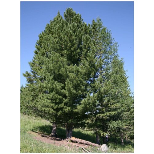 Семена Кедр сибирский (Pinus sibirica), 30 штук фото