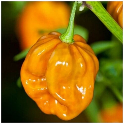 Семена Орешка Острый перец Habanero Mustard 5 шт. фото