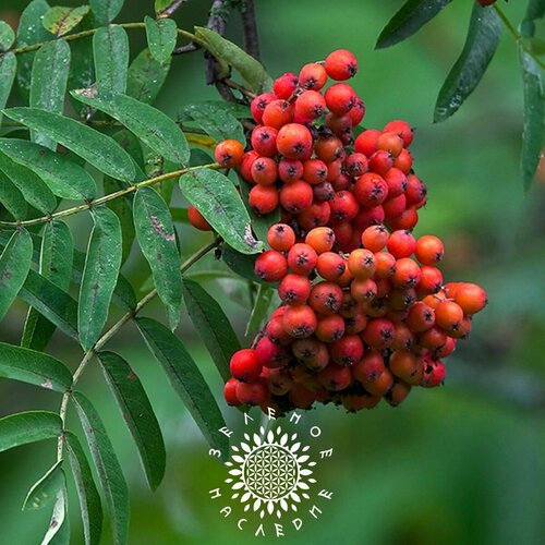 фото Семена Рябина Обыкновенная (лат. Sorbus aucuparia) 25 шт от Green Legacy