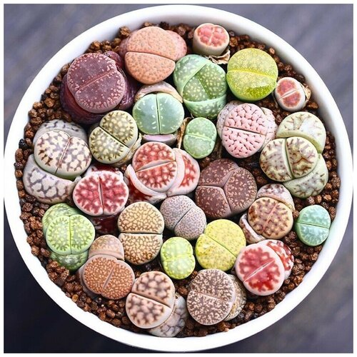 Семена Орешка Суккулент Литопс Lithops mix 10 шт. фото