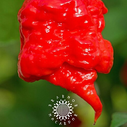 Семена Перец острый Каролина Рипер - Каролинский жнец (лат. Carolina Reaper) 10 шт фото