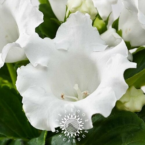 Семена Глоксиния Аванти белая (лат. Gloxinia Avanti alba) 20 шт от Green Legacy фото