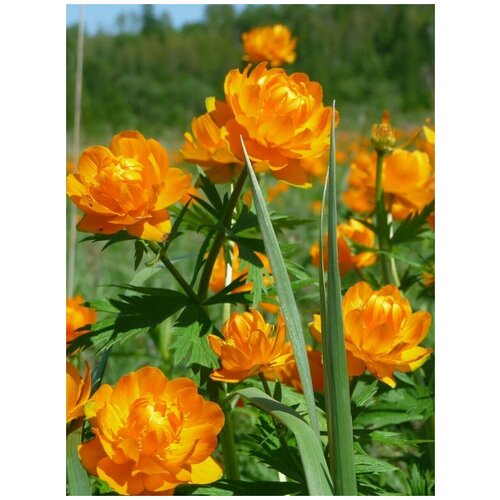 фото Семена Купальница азиатская (Trollius asiaticus), 30 штук