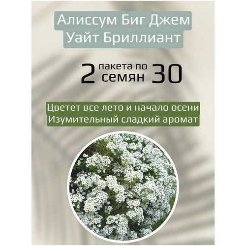 Цветы Алиссум Биг Джем Уайт Бриллиант 2 пакета по 30шт семян фото