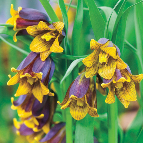 Луковицы цветов, botanica garden, фритиллярия УВА вулпис, 10 штук фото