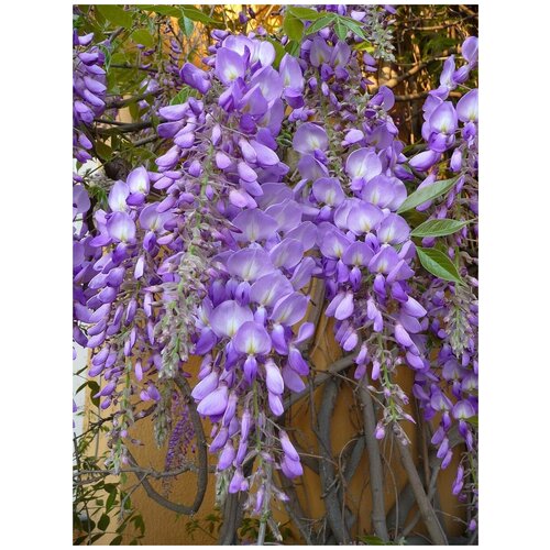 фото Семена Глициния китайская (Wisteria sinensis), 5 штук