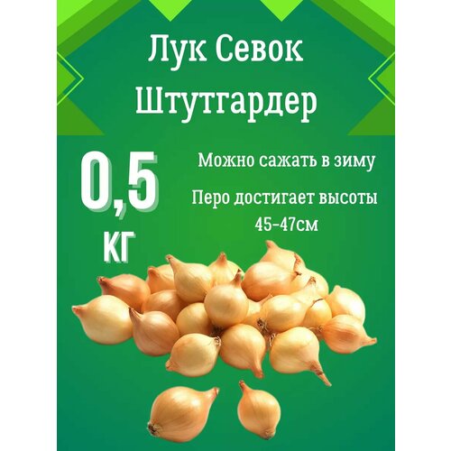 Лук севок Штутгартер Ризен 0.5 кг фото