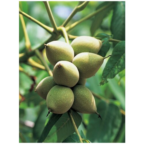 Семена Орех маньчжурский (Juglans mandshurica), 5 штук фото