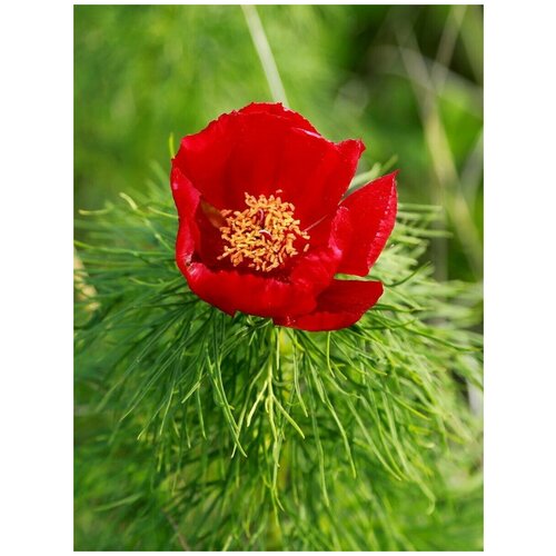 Семена Пион узколистный (Paeonia tenuifolia), 5 штук фото