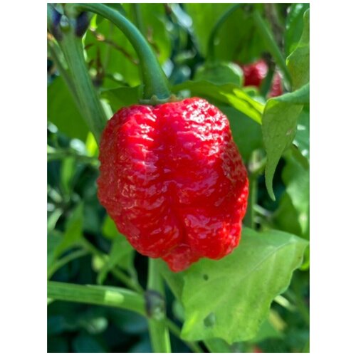 Семена Острый перец Trinidad Moruga Scorpion red (Моруга Скорпион красный), 5 штук фото