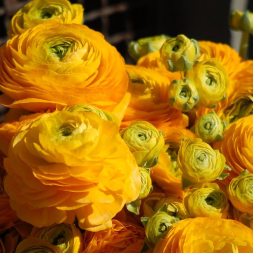 Луковицы цветов, сhipollino flowers, ранункулюс YELLOW (10 луковиц) фото