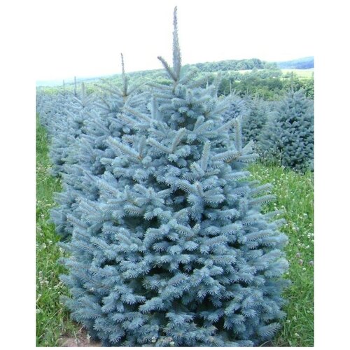 Семена Ель голубая колючая (Picea pungens), 30 штук фото