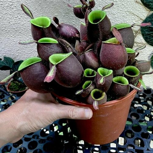 фото Непентес Ампулярия, Nepenthes Аmpullaria, насекомоядное растение, семена, заказать за 433 рублей