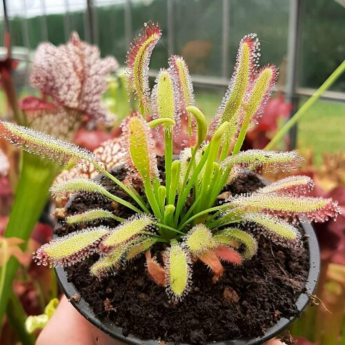 фото Семена Мухоловка Росянка, Drosera Bainskloof 10+ шт, хищное растение, поедающее мух