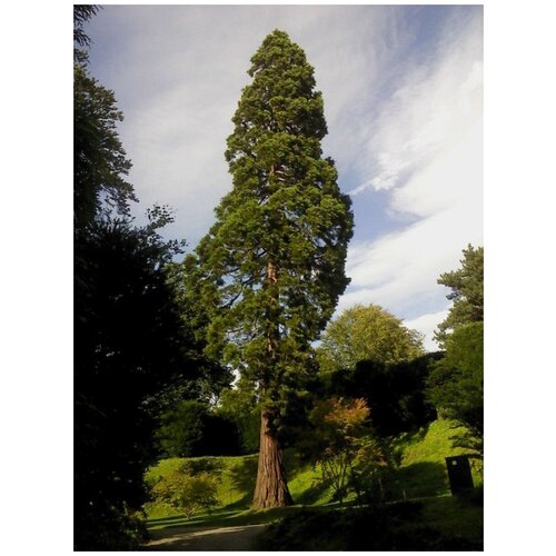 Семена Секвойя вечнозелёная (Sequoia sempervirens), 20 штук фото