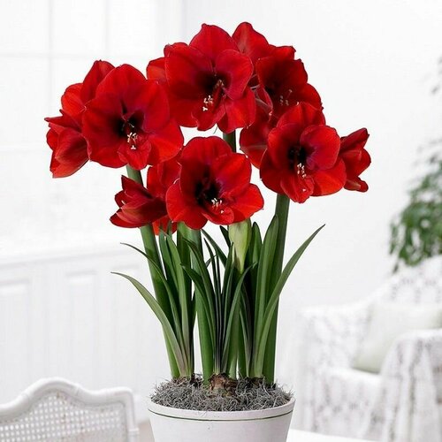 Гиппеаструм Красный Лев, Hippeastrum Red Lion, семена фото