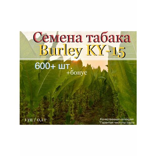 фото Семена табака Burley KY-15