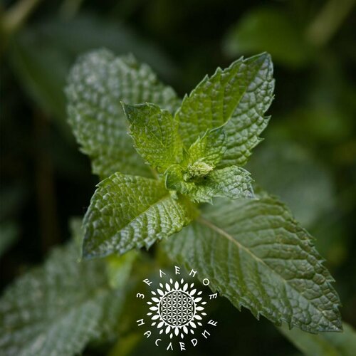 фото Семена Мята перечная (лат. Mentha piperita) 150 шт от Green Legacy