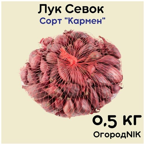 Лук Севок сорт 