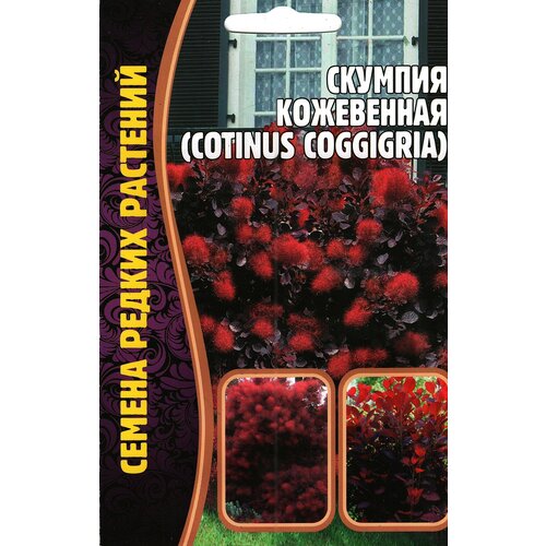 фото Скумпия Кожевенная Cotinus coggigria, многолетний кустарник ( 1 уп: 20 семян )