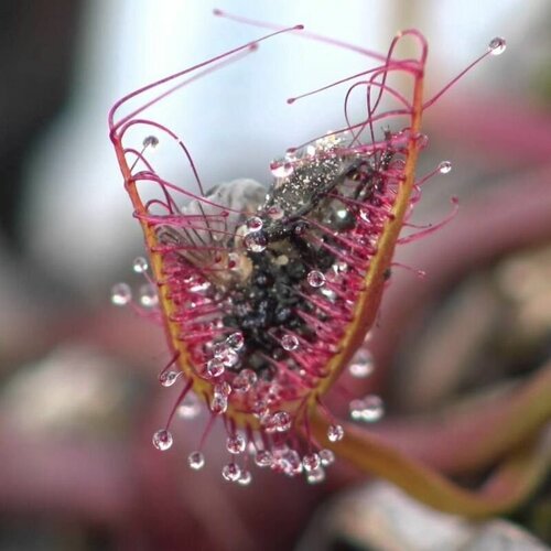 Семена Мухоловка Росянка Бината 10+ шт, Drosera Binata, рогатое хищное растение, поедающее мух фото