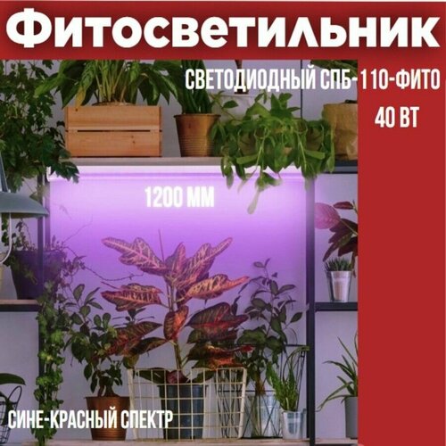 фото Светильник светодиодный СПБ-110-ФИТО сине-красный спектр 40Вт 1200мм IN HOME